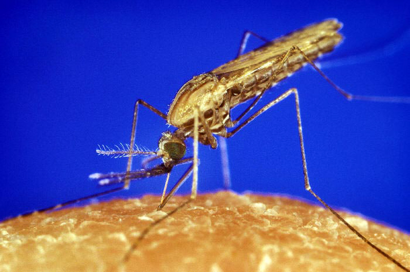 Malariamücke