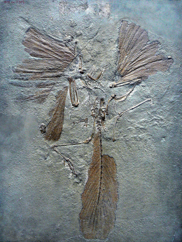 Archäopteryx