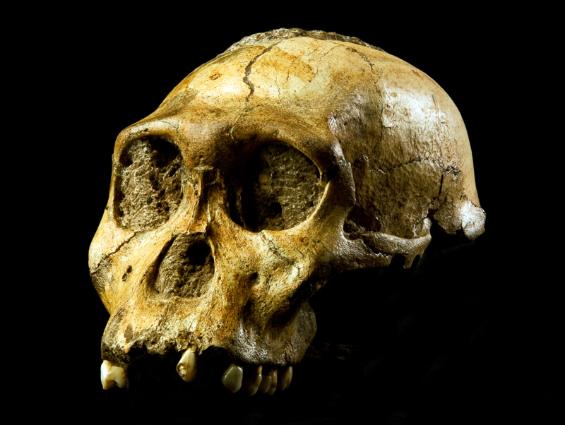 Australopithecinen