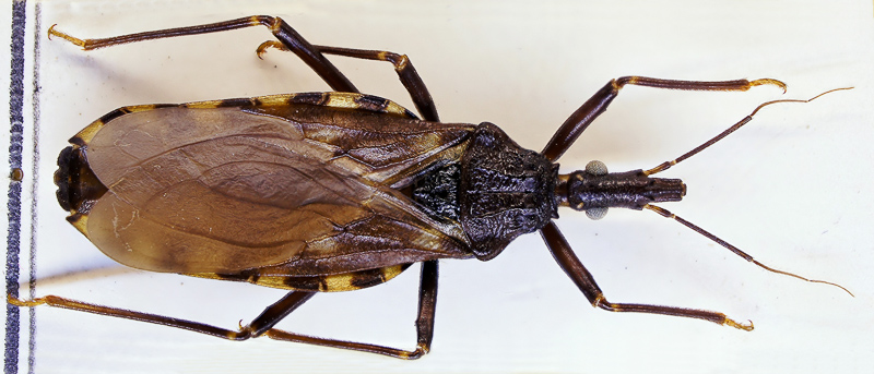 Chagas-Krankheit