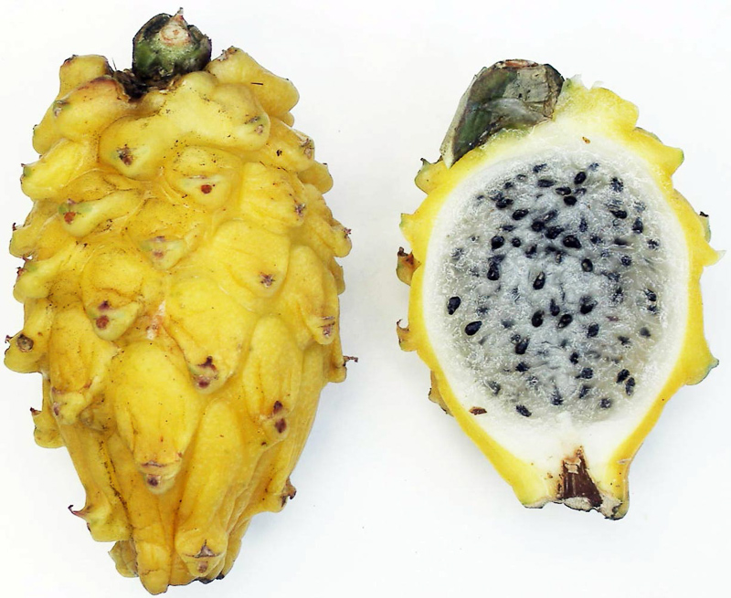 Obst leckere Früchte PITAHAYA gelb 10 Samen Drachenfrucht Kübelpflanze 