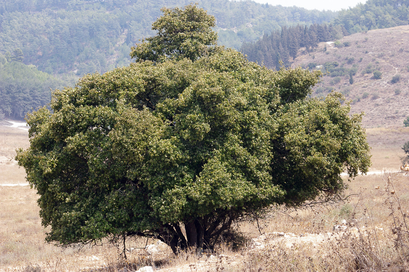 Styraxbaum