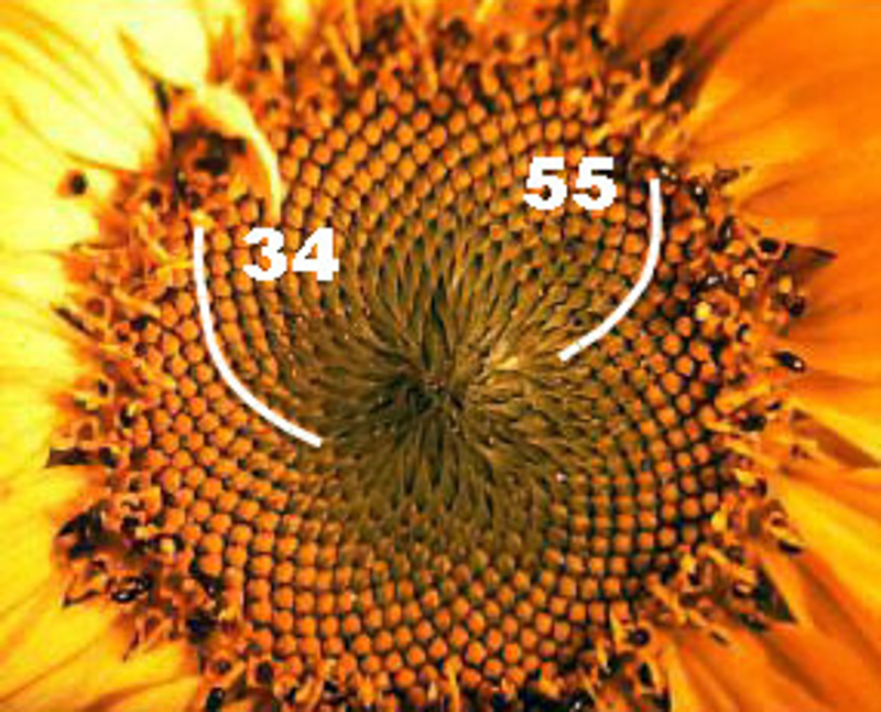Fibonaccifolge
