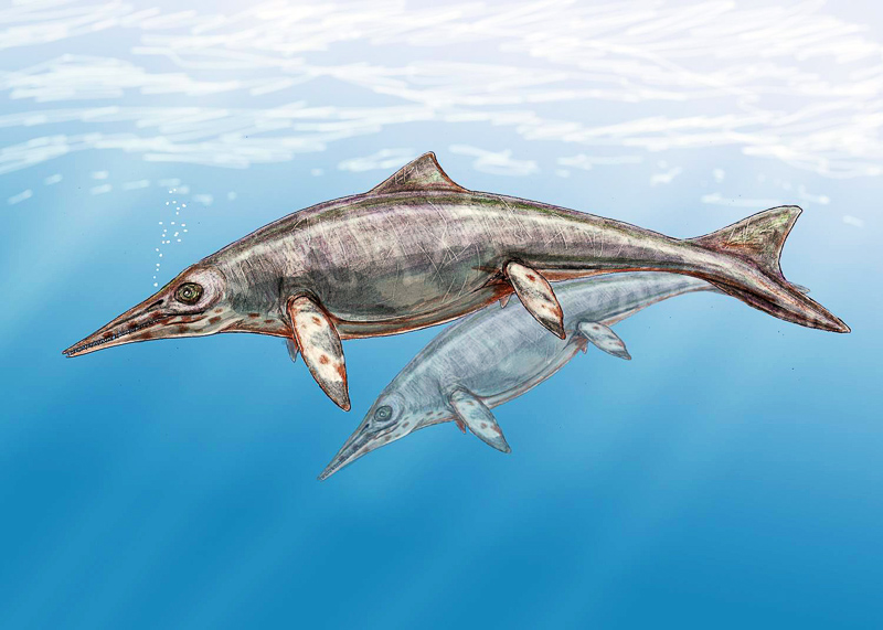 Ichthyosaurier