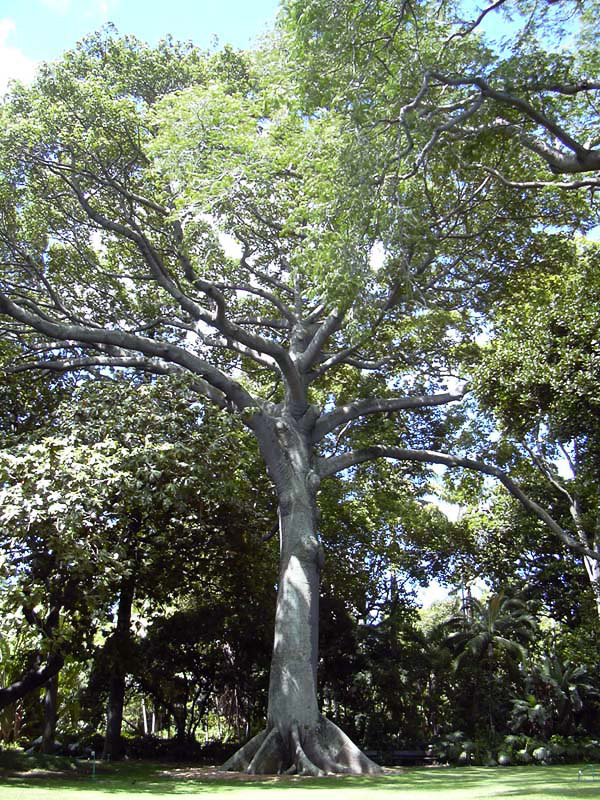 Kapokbaum