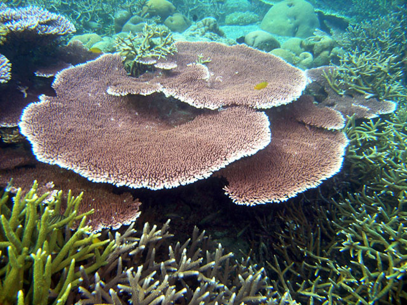 Korallenkette