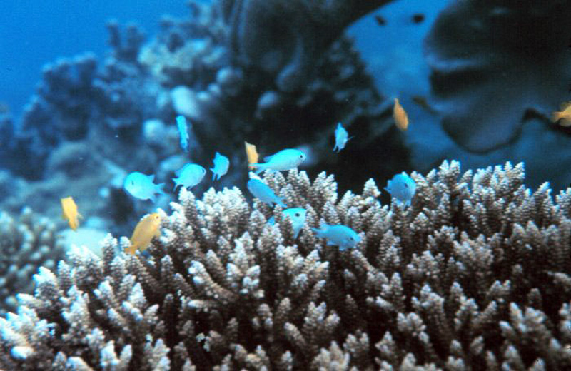 Korallenfisch