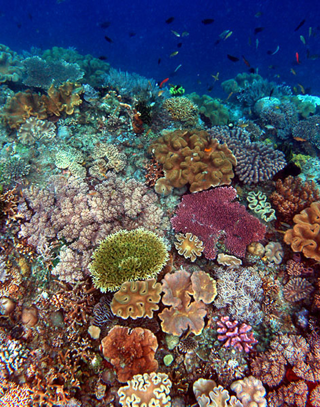 Koralleninsel
