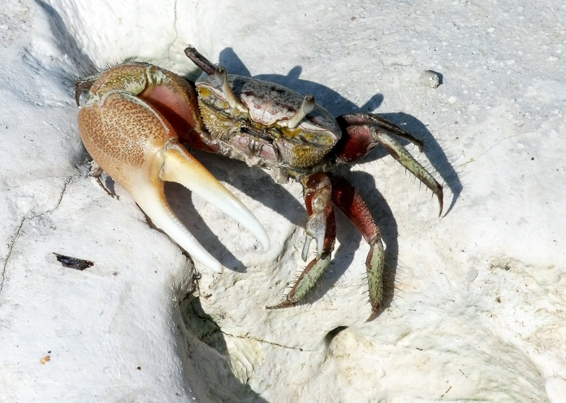 krabben