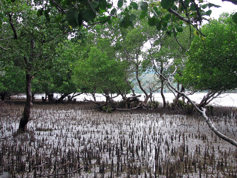 Mangroveküste