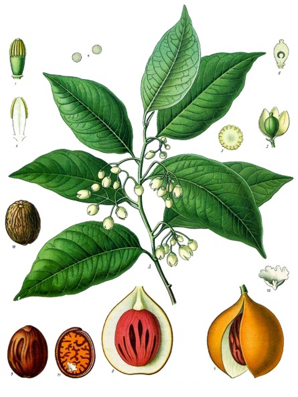 Muskatnussbaum