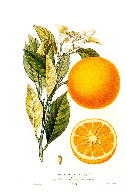 Orangenbaum Definition Und Synonyme Von Orangenbaum Im Worterbuch Deutsch