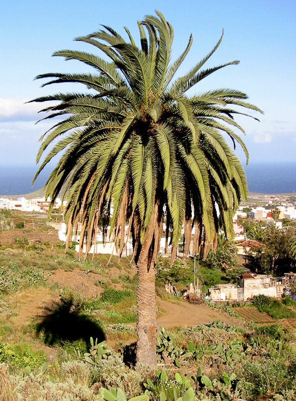Palmbaum