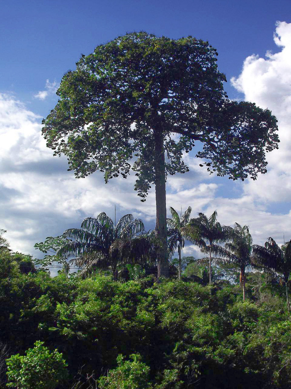 Paranussbaum