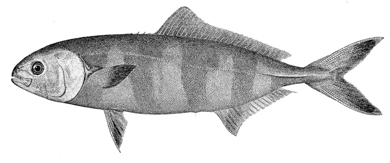 Lotsenfisch