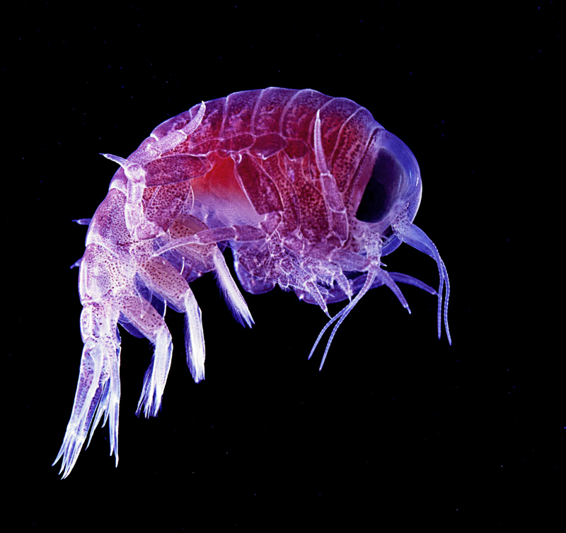Nannoplankton
