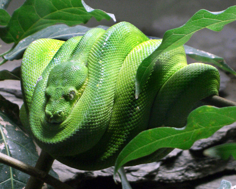 Pythonschlange