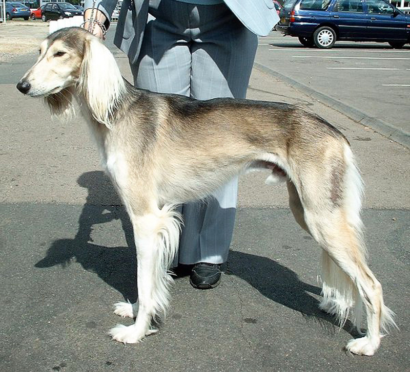 can a ariegeois and a saluki be friends