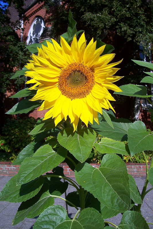 Sonnenblumenkern