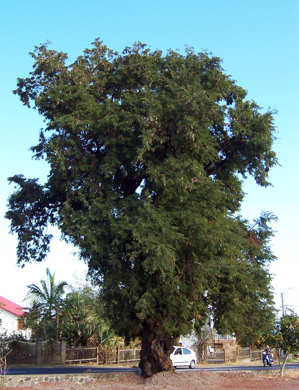 Tamarindenbaum