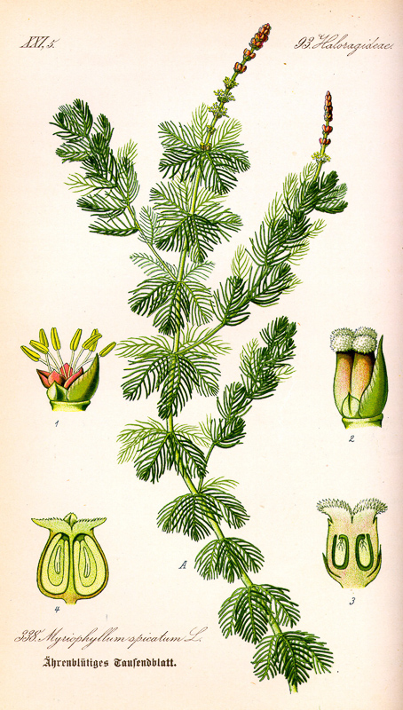 Myriophyllum