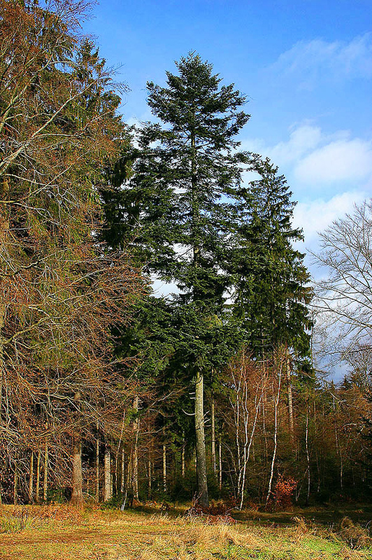 silver fir