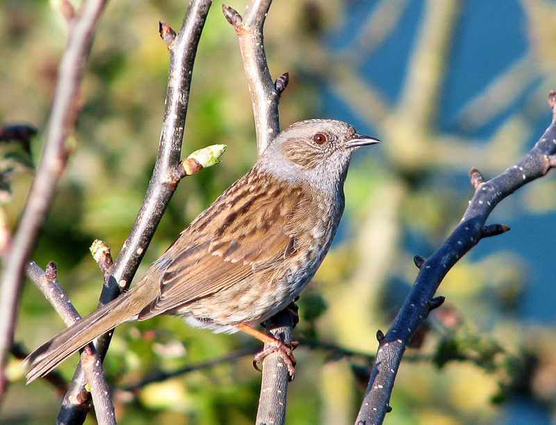 hedge sparrow
