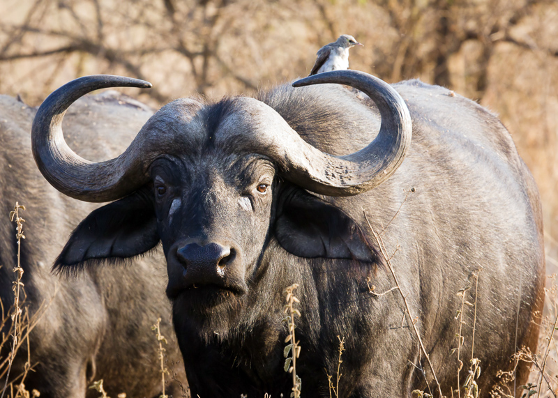 CAPE BUFFALO - Definition and synonyms of Cape buffalo the dictionary
