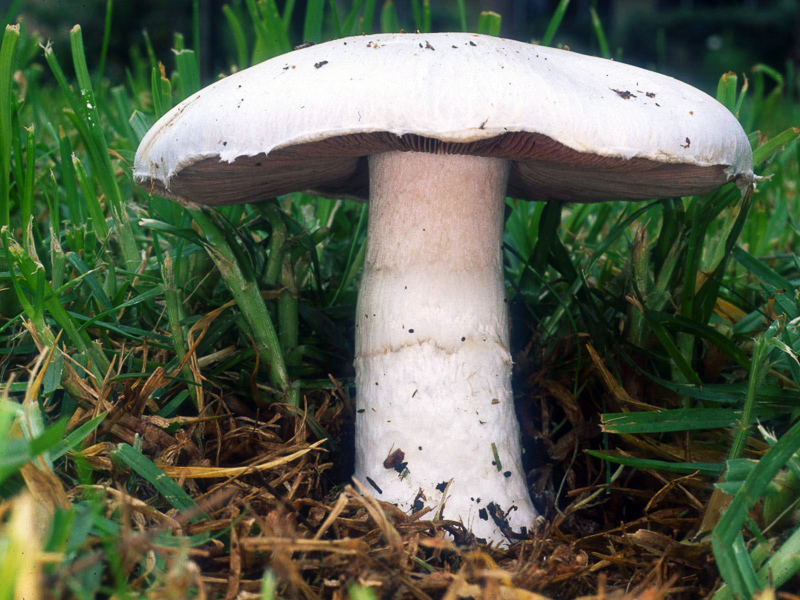 meadow mushroom