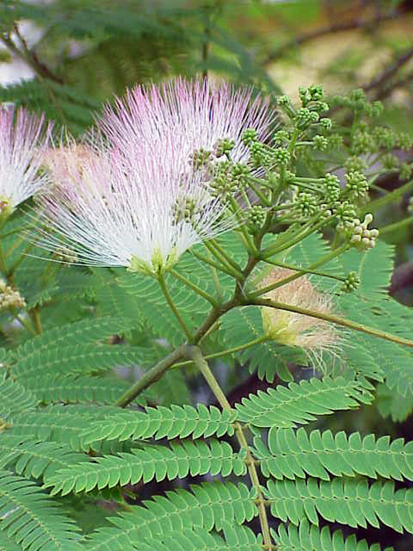 Albizia Definition And Synonyms Of Albizia In The English Dictionary