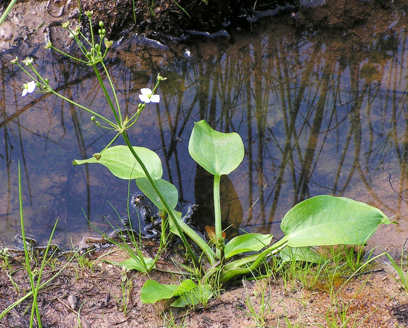 water plantain