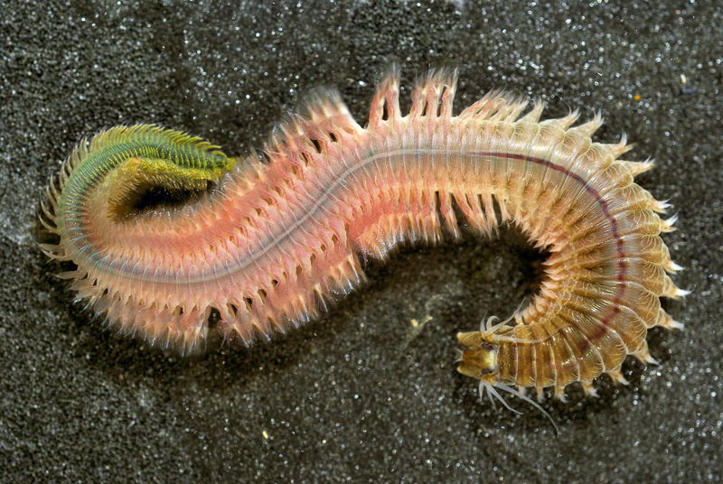 clamworm
