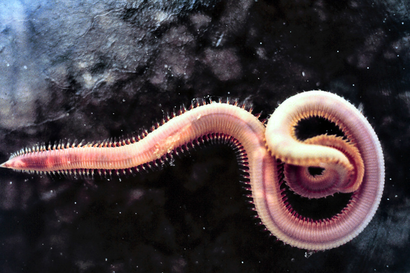 annelid