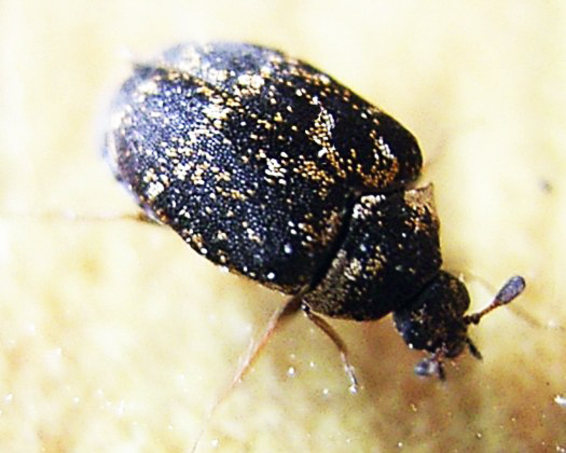 museum beetle