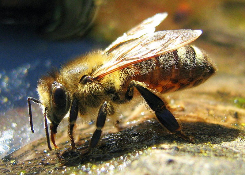 apiology