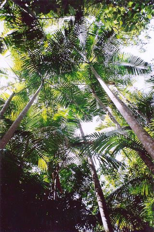 bangalow palm