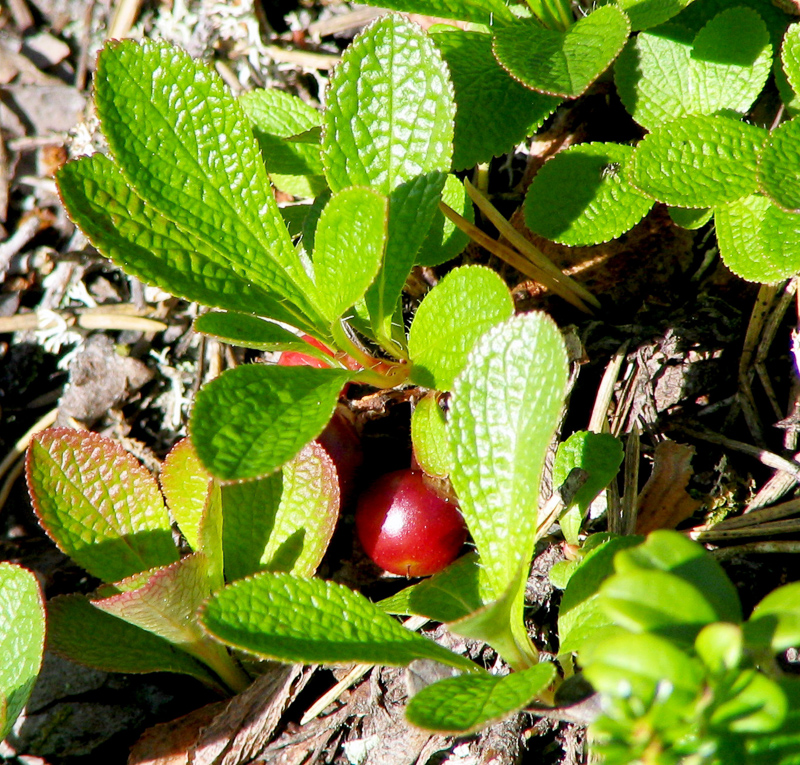 alpine bearberry