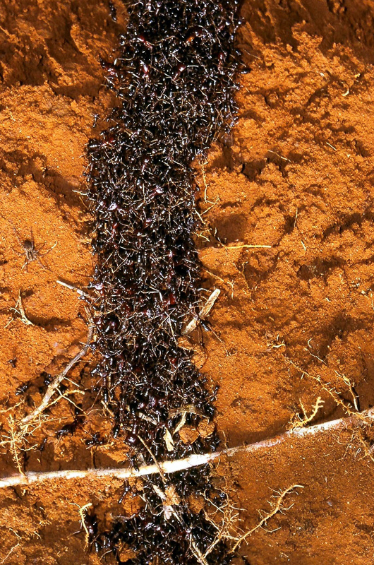 legionary ant