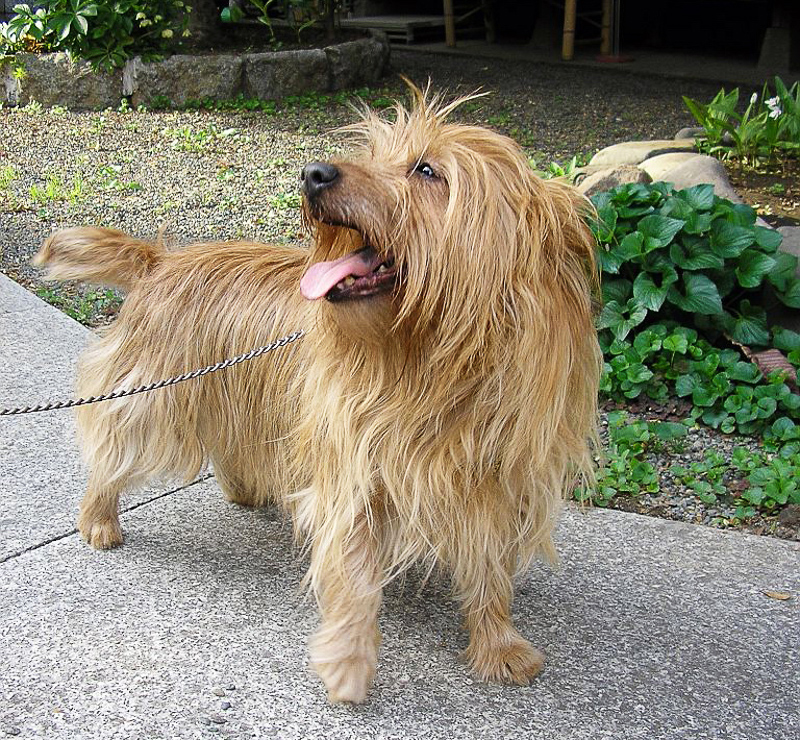 AUSTRALIAN TERRIER - Definition and synonyms Australian terrier in the English dictionary