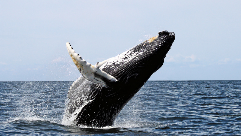 whalebone whale