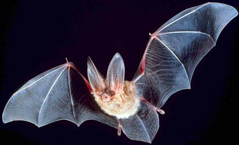 Insectivorous Bat 英語辞典でのinsectivorous Batの定義と同義語