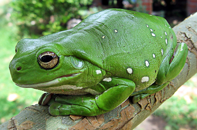 frogspawn