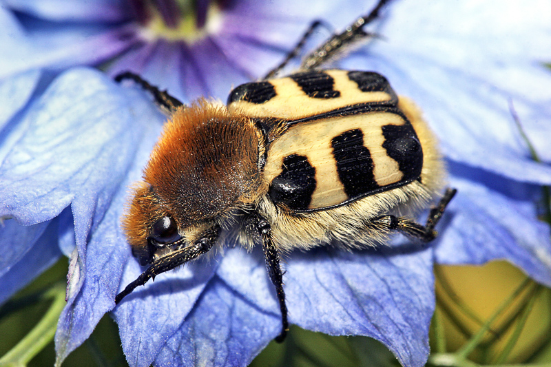bee beetle