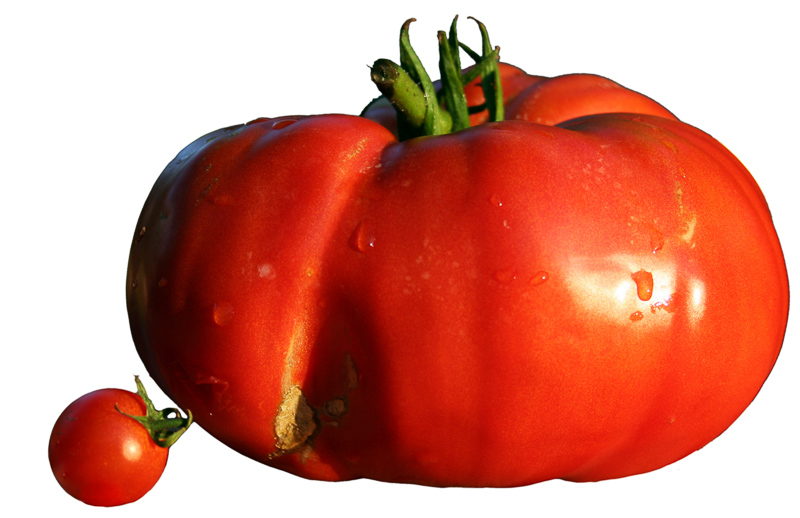 beefsteak tomato