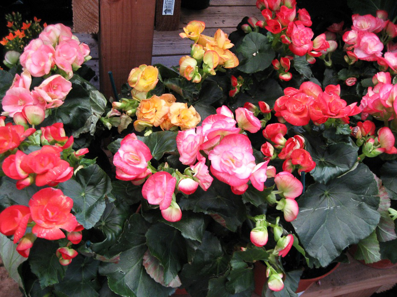 BEGONIA - Definition and synonyms of begonia in the English dictionary