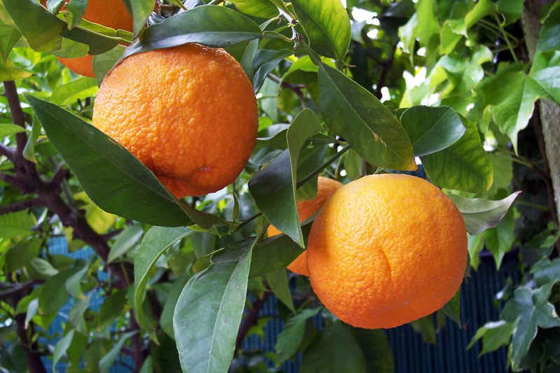 Seville orange