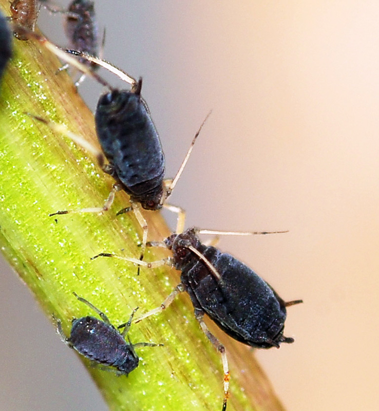 bean aphid