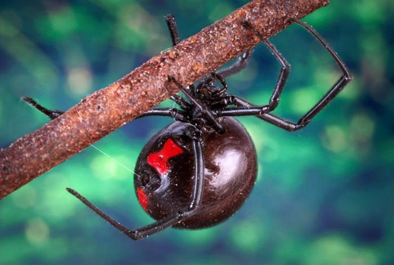 SPIDER - Definição e sinônimos de spider no dicionário inglês