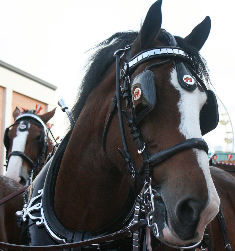 Blinders Definicion Y Sinonimos De Blinders En El Diccionario Ingles