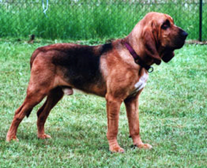 sleuthhound